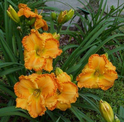 orange blossom t rs